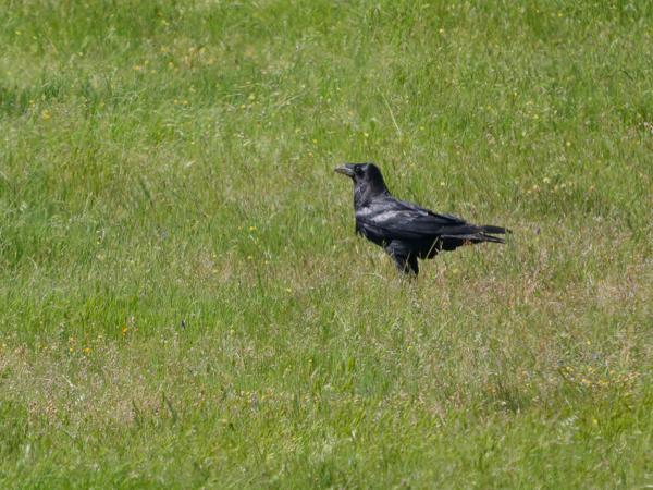 <h3><a href="/trips/extramadura/biota/animalia/chordata/aves/040 passeriformes/054 corvidae/corvus corax/corvus corax-nl.html">Corvus&nbsp;corax</a> / Northern&nbsp;raven / Raaf</h3>OM-1 Mark II met OLYMPUS M.150-400mm F4.5 TC, 1/2000 sec  bij F5.6, ISO 640, afstand 108&nbsp;m